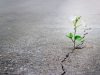 white flower growing on crack street, soft focus.